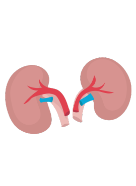 ecografia abdominal normal Ultrasonido Abdominal Exploratorio Incluido en Consulta en Cárdenas Tabasco